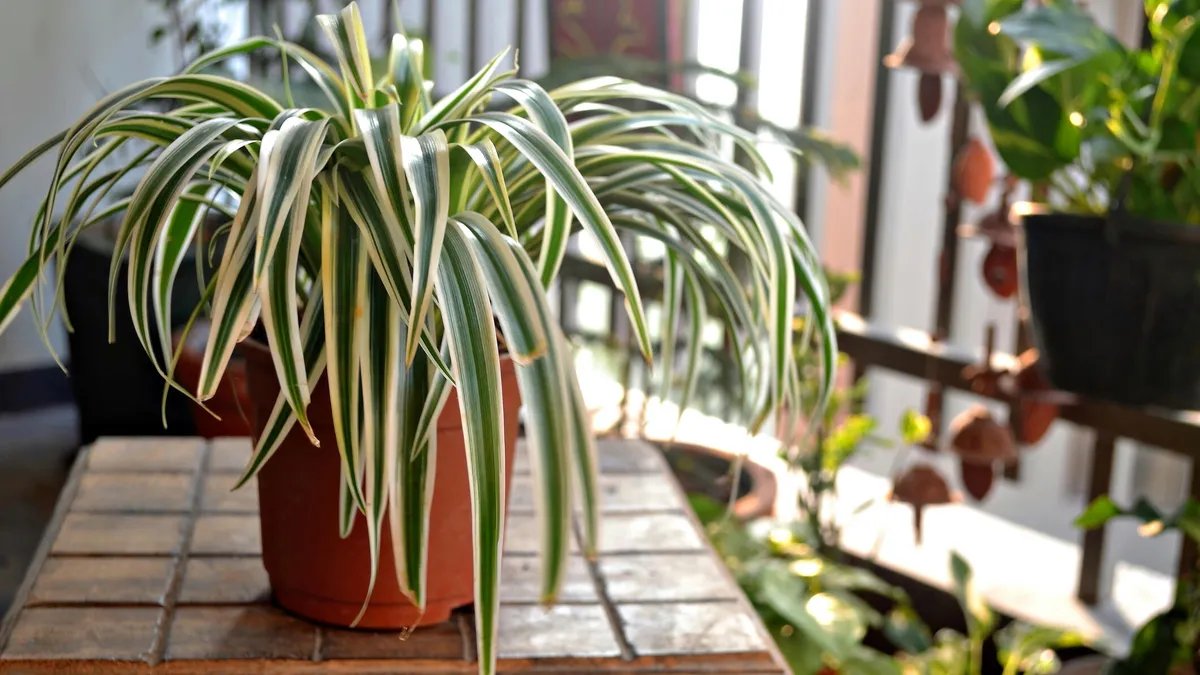How to Keep Your Plants Alive in Colder Temperatures