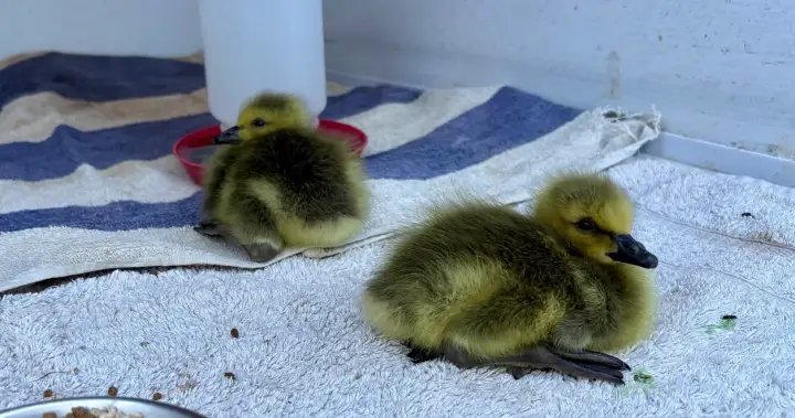 Disturbing Kelowna incident involving goslings prompts calls for enforcement action – Okanagan
