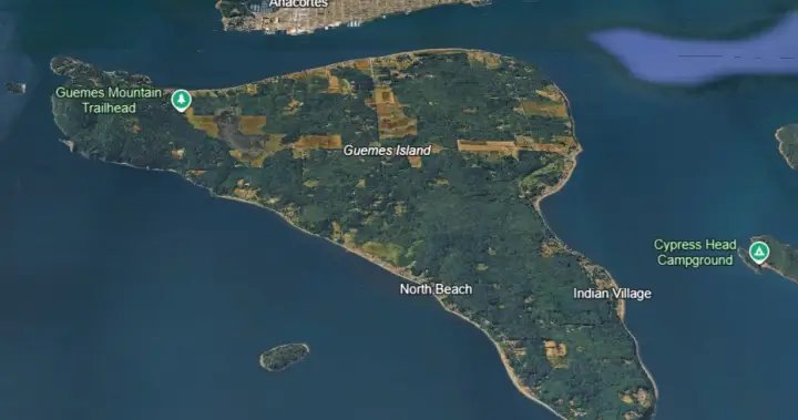 Between 20 and 25 deceased canines have washed up on Washington state beach – BC