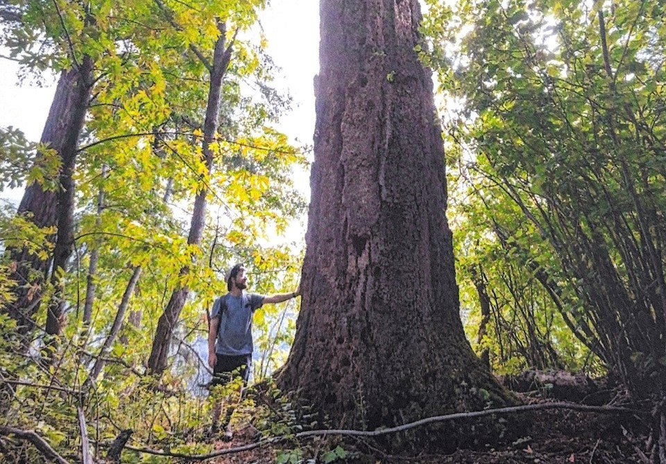 First Nation sues B.C. to halt logging in proposed park