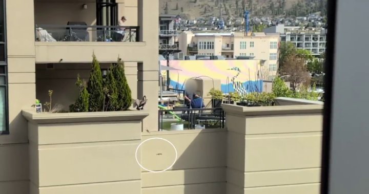Goslings forced off Kelowna balcony by group of men sparks outrage