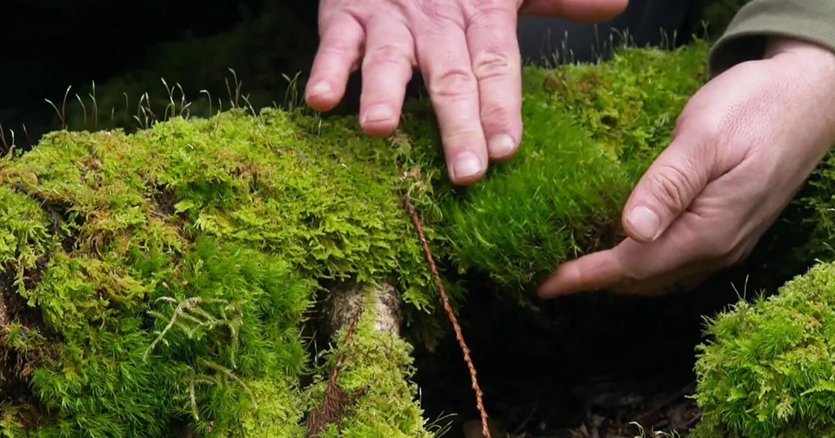 The beauty of moss – CBS News