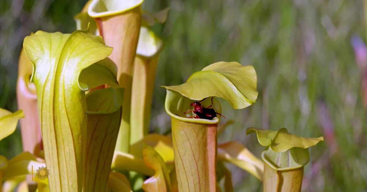 Nature: Carnivorous plants in Texas