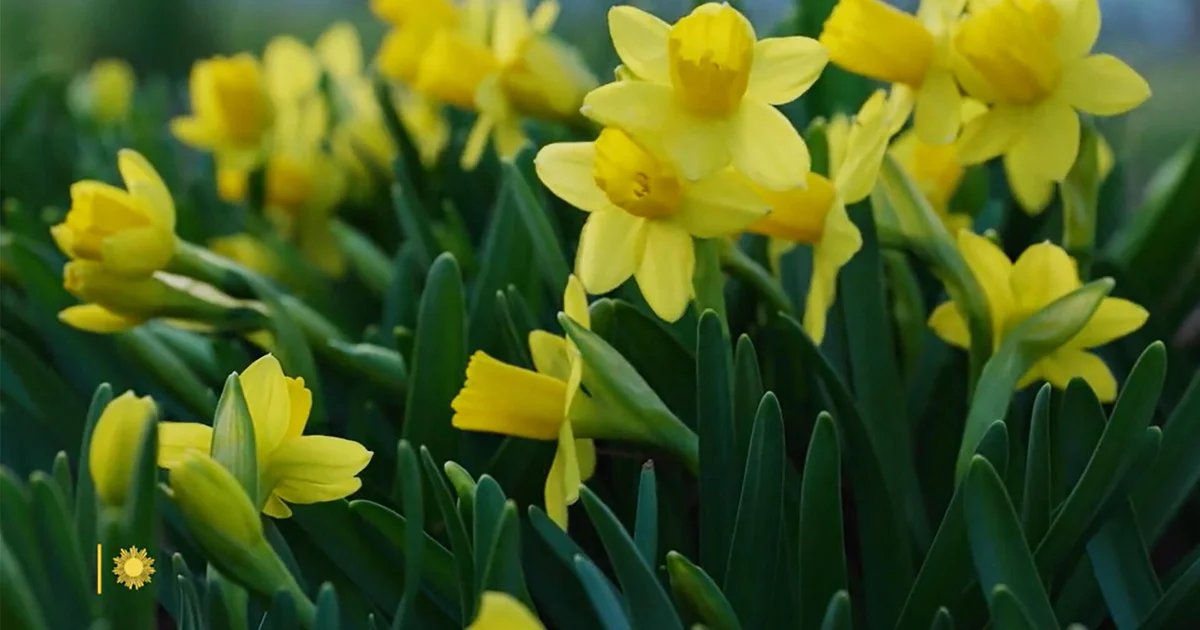 Nature: Spring in Pennsylvania