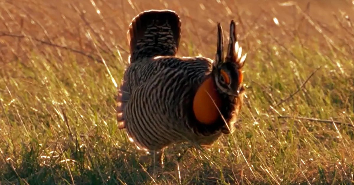 Nature: Prairie chickens in South Dakota
