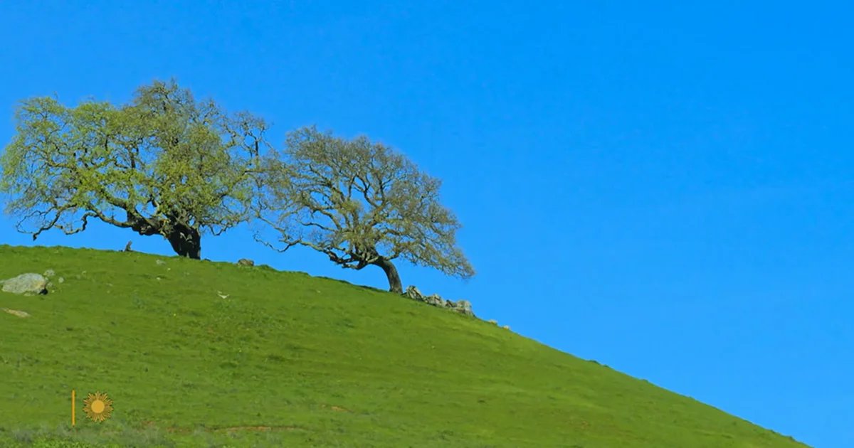 Nature: Oak trees in California