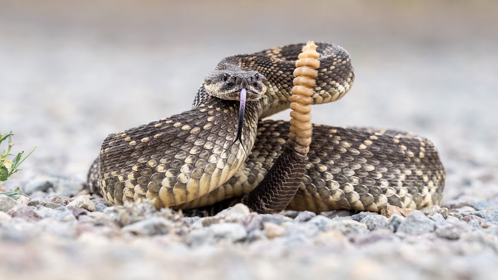 78-year-old woman dies from snake bites in Northern California: Sheriff