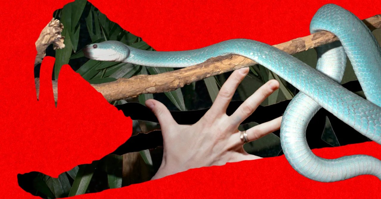 Snake Bros Keep Getting Bitten by Their Lethal Pets. Only Zoos Can Save Them