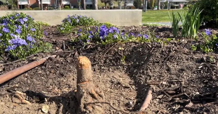Grieving families devastated in wake of disturbing vandalism at Kelowna memorial site – Okanagan