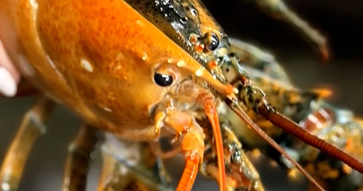 Rare split-colored lobster caught off coast of Cape Cod