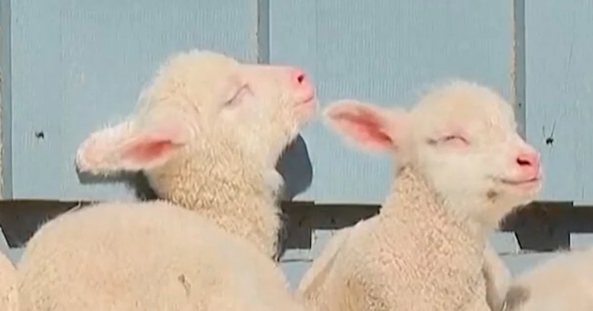 Vermont sheep gives birth to rare sextuplets