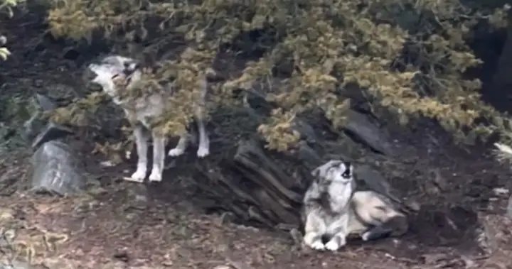 Parents charged with child endangerment after toddler injured by wolf at zoo – National