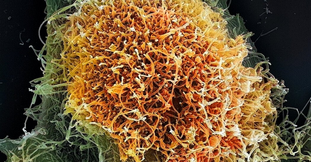The Viruses Causing New Outbreaks Are Much Less Familiar to Science