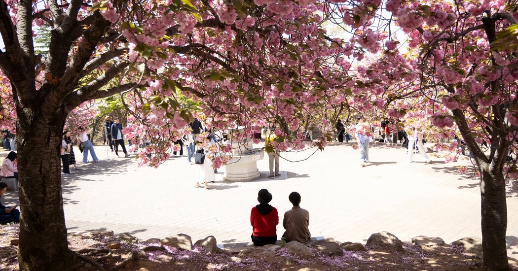 South Korea’s Cherry Blossoms Attract a Connoisseur: The Japanese