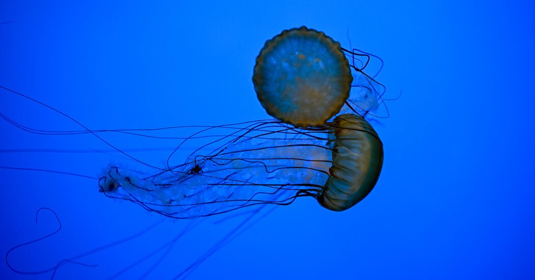 How to Stay Safe Around Jellyfish This Beach Season