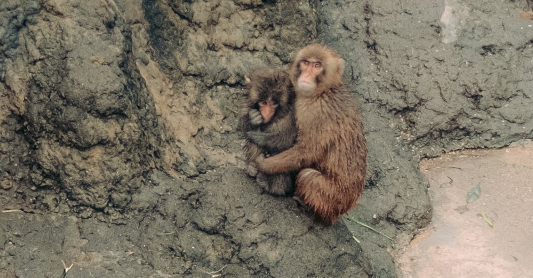 Punch, the Lonely Monkey Who Drew Crowds to a Small Japan Zoo, Is Growing Up. He’s Still a Star.