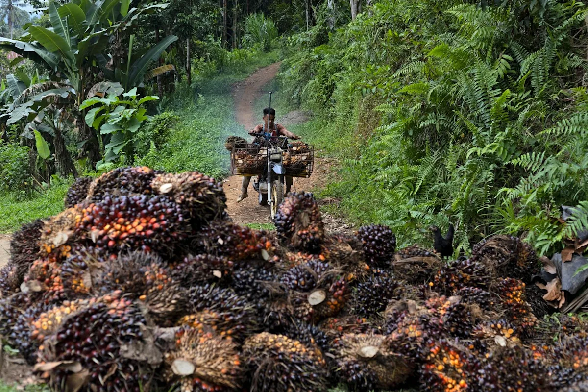 Indonesia tightens control over key commodities in major trade takeover, influencing global exports