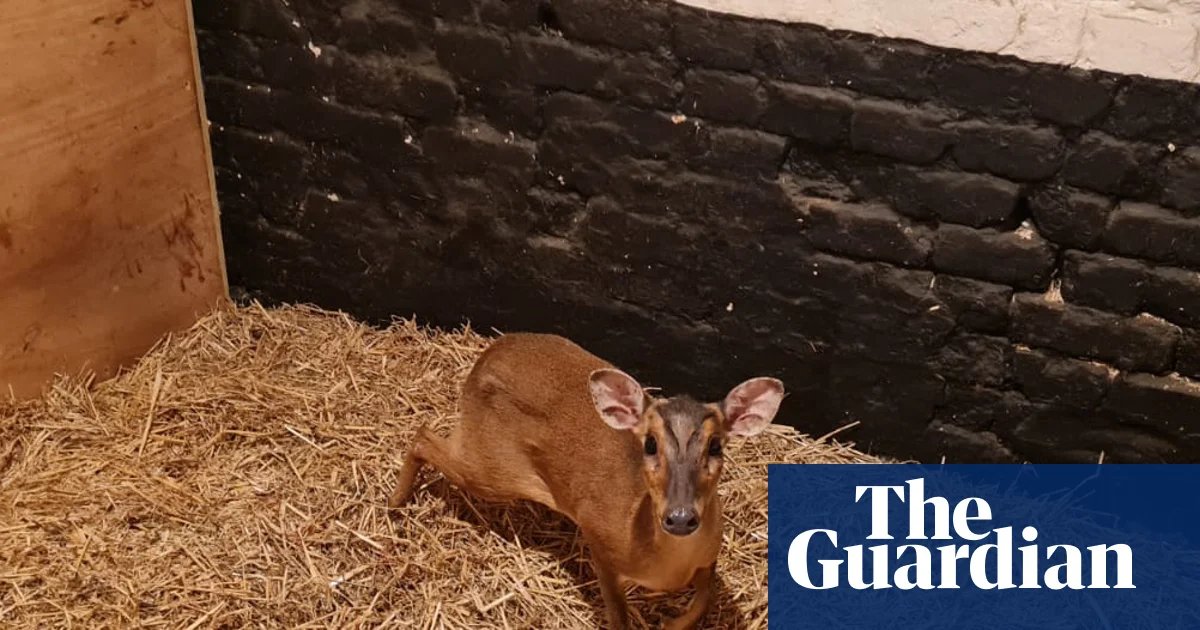 Doe d’oh! Wild deer rescued after escalator escapade in Norwich M&S | Norwich