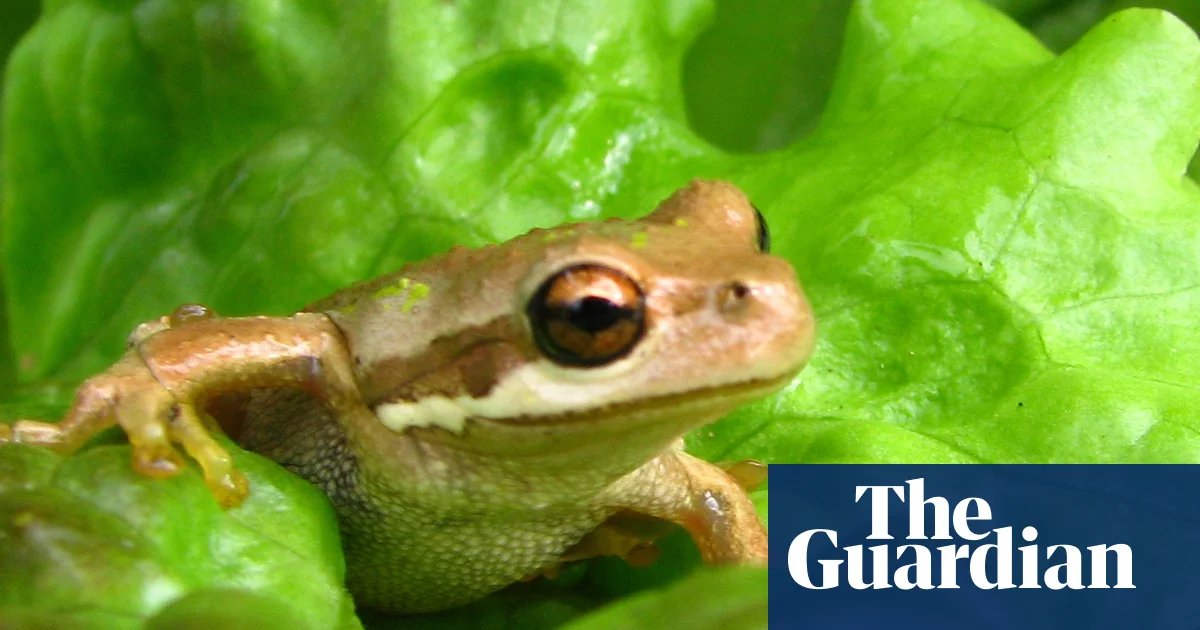 Romaine calm: live frog found in discount supermarket lettuce bag | Western Australia