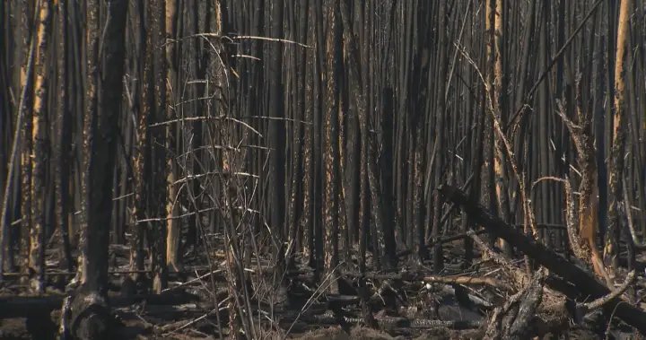 Impact of Nopiming Provincial Park, Man. wildfire lingers 1 year later – Winnipeg