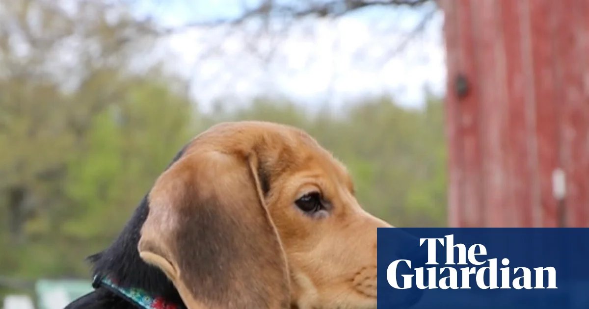 ‘They know they’re safe’: beagles saved from US research facility after protests | Wisconsin