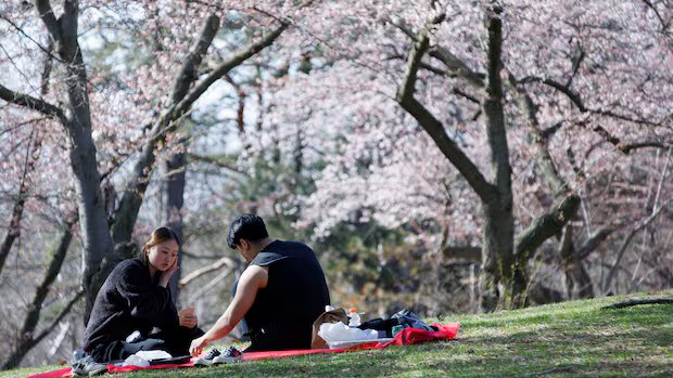 IN PHOTOS | Toronto’s High Park cherry blossoms in peak bloom