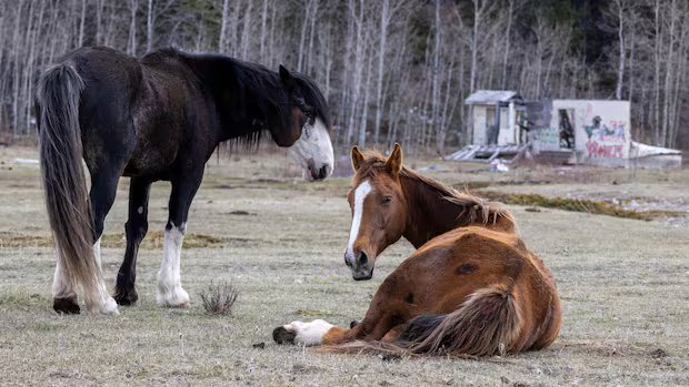 Alberta government says wild horse population has reached ‘unacceptable’ levels, advocates disagree