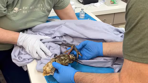 When oysters ‘attack’: B.C. team rescues heron from clingy shellfish