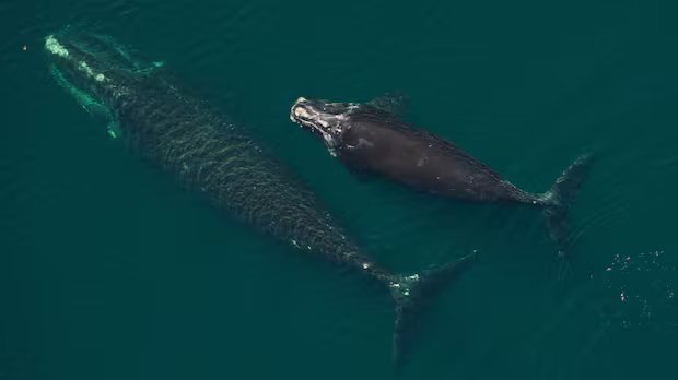 North Atlantic right whales see most births since 2009