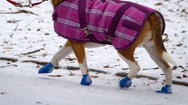 Dog walker bitten on the job can’t sue because she ‘owned’ the pet at the time, Ontario’s highest court rules