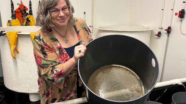 Reeling from crisis, P.E.I.’s oyster industry hopes disease-resistant seed from U.S. helps