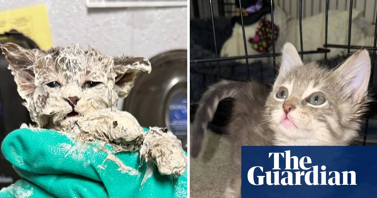 Stuck on you: kitten rescued from bucket of glue bonds with foster parent | Cats