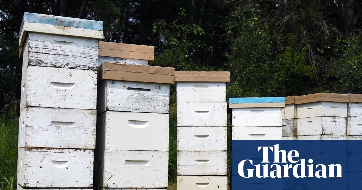 Police search for thieves who allegedly stole $150,000 worth of beehives from rural NSW property | New South Wales