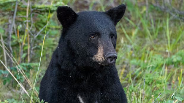 Bear euthanized after visiting Alberta summer village