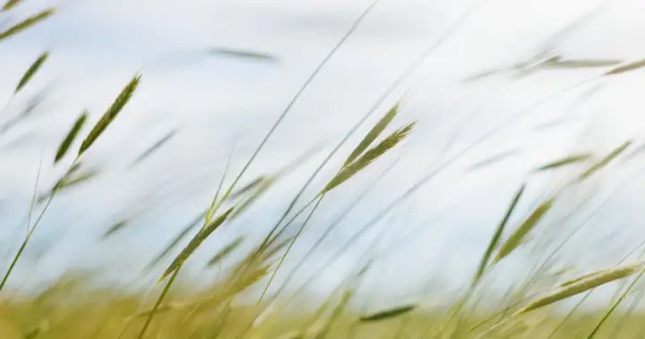 High winds blow into Saskatchewan, causing dust storms, power outages – Regina
