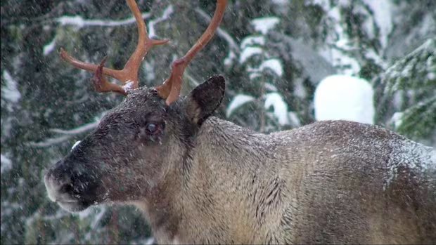 B.C. approved logging in threatened caribou habitat despite provincial recommendation against it