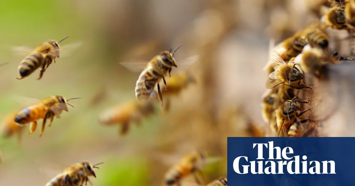 Experts sound alarm as North America’s bees start swarm season unusually early | Bees