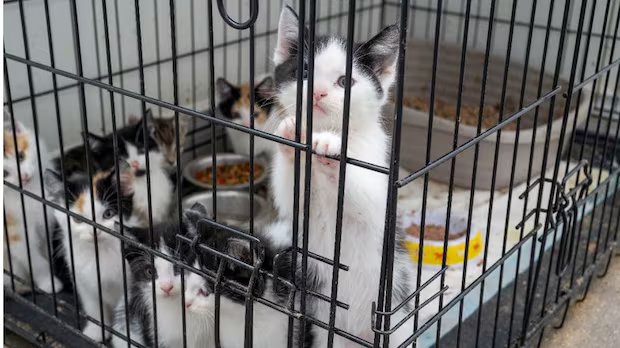 57 kittens, 8 cats rescued, 1 man arrested after investigation into alleged animal cruelty: police