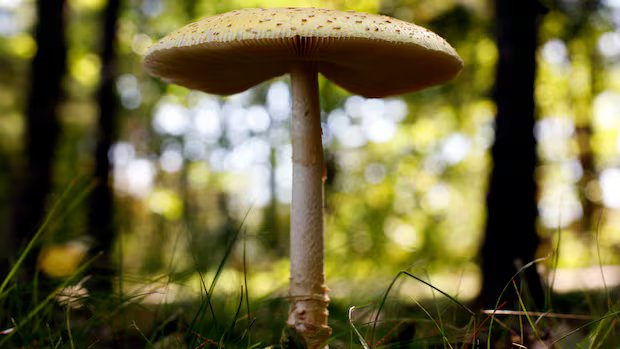 U.S. slaps tariffs on fresh Canadian mushrooms, claims growers getting unfair subsidies