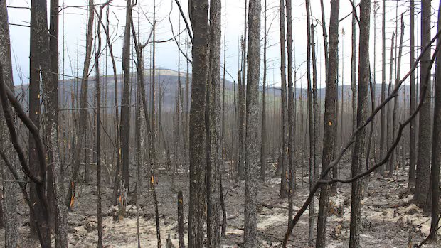 N.W.T. battles 3 wildfires as season gets underway