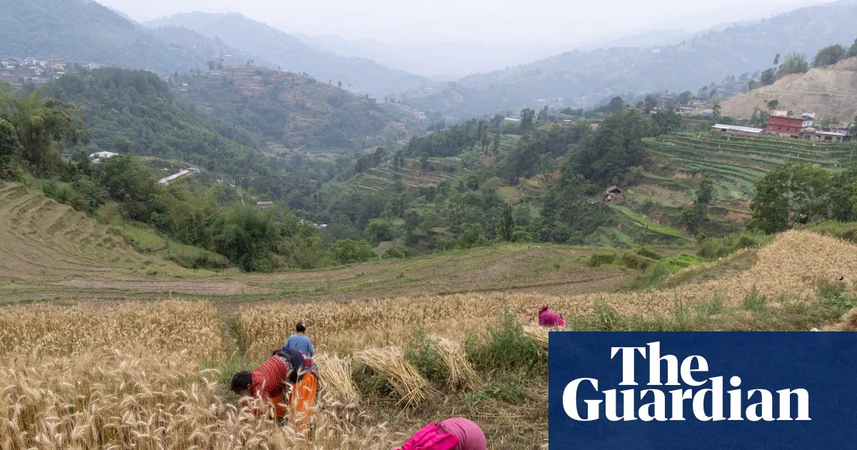 Free up fertiliser supplies to avert global food crisis, Yvette Cooper urges | Food security