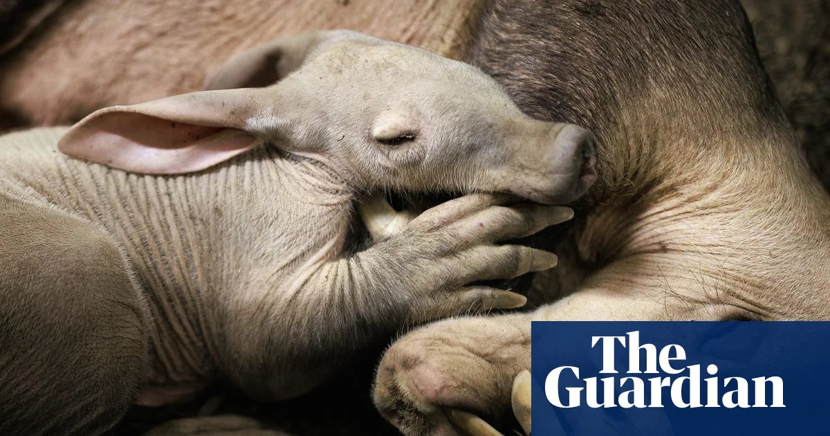 Aardvark calf born at Chester zoo is ‘doing brilliantly’ after bottle-feeding | Cheshire