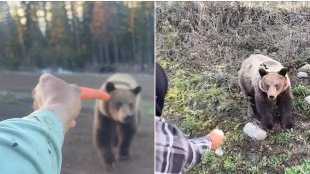 Bear killed in Mission following attack; Grizzlies allegedly being fed near Smithers