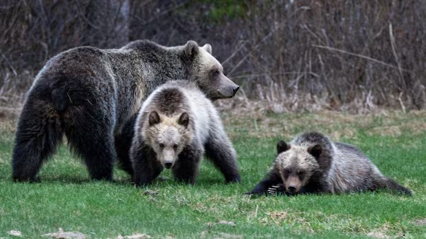 Banff grizzly cub struck by train in ‘heartbreaking’ loss for sensitive species