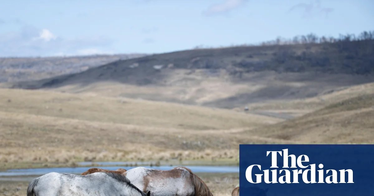 Feral horse numbers surge in Kosciuszko national park after pause in aerial culling, survey shows | New South Wales