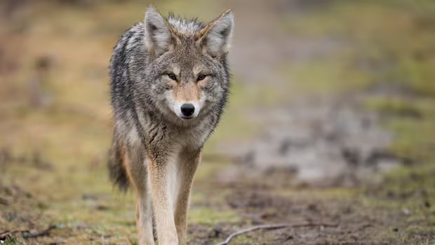 Child bitten in head by coyote in Markham, police issue warning