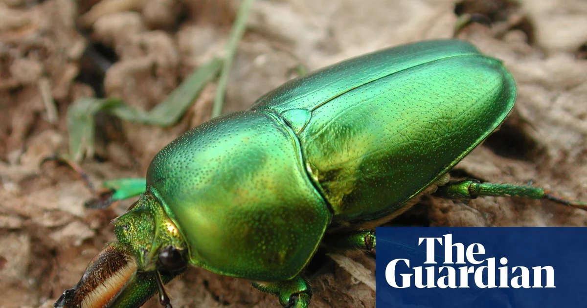 Lord Howe Island got rid of its rats and mice – now cockroaches and bugs are bouncing back | Lord Howe Island