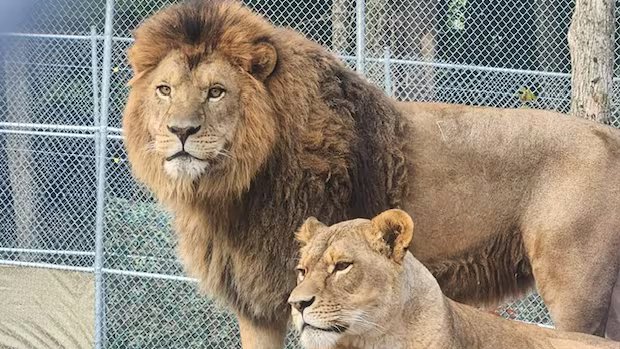 Wildlife sanctuary, neighbours in rift over potentially housing large exotic animals near Parry Sound, Ont.