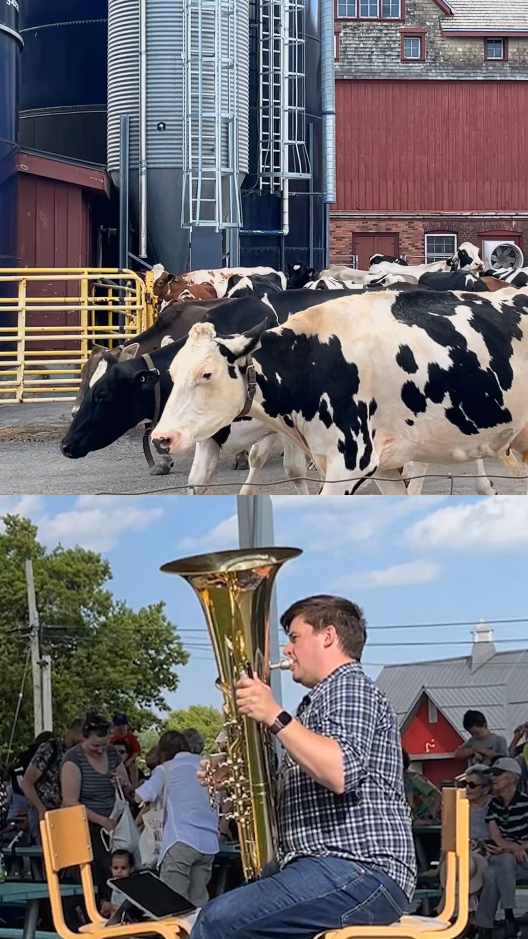 A ballad for bovines: tuba player serenades cows