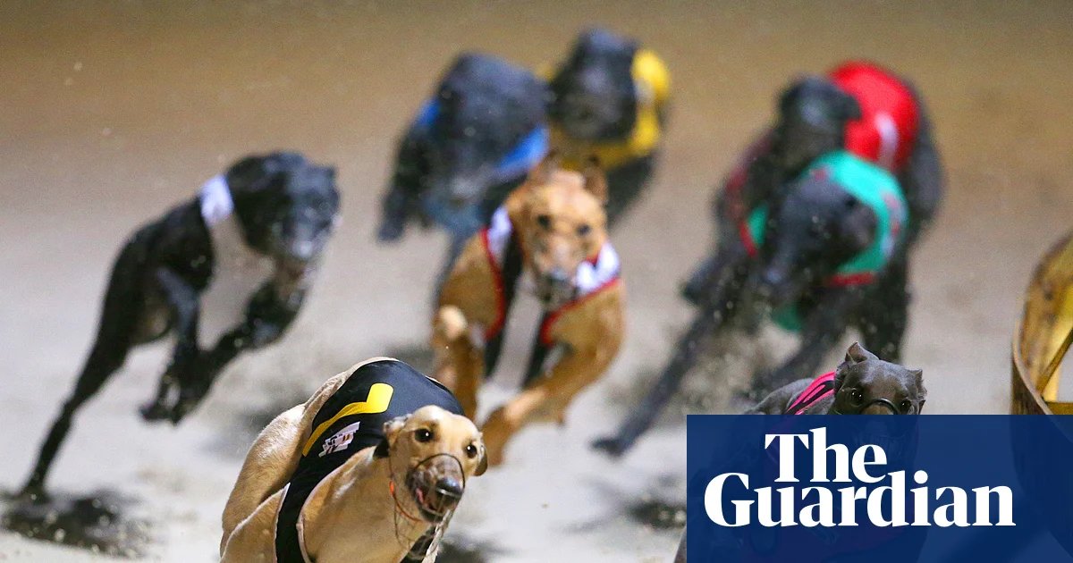 Victorian greyhound trainer avoids ban despite dog being found with cocaine in system | Victoria